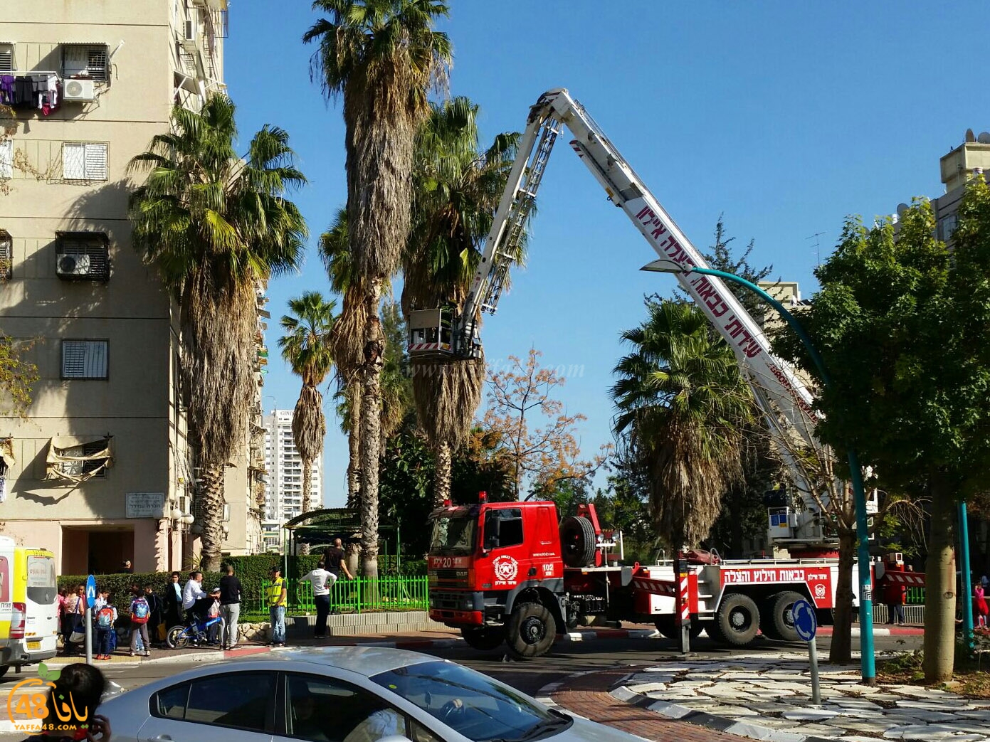 cat in ramla tree (5).jpg